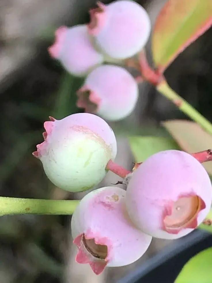 Country Harvest Berry Bonanza – Farm-Picked Freshness